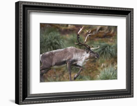 Reindeer on South Georgia Island-null-Framed Photographic Print