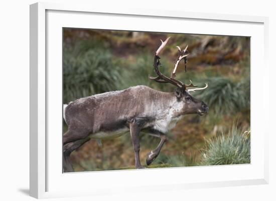 Reindeer on South Georgia Island-null-Framed Photographic Print