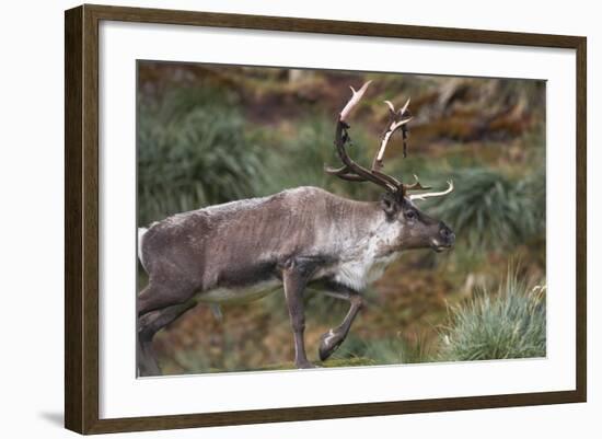 Reindeer on South Georgia Island-null-Framed Photographic Print