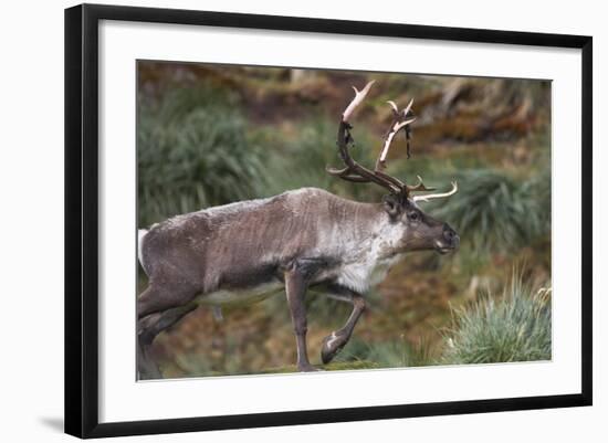 Reindeer on South Georgia Island-null-Framed Photographic Print