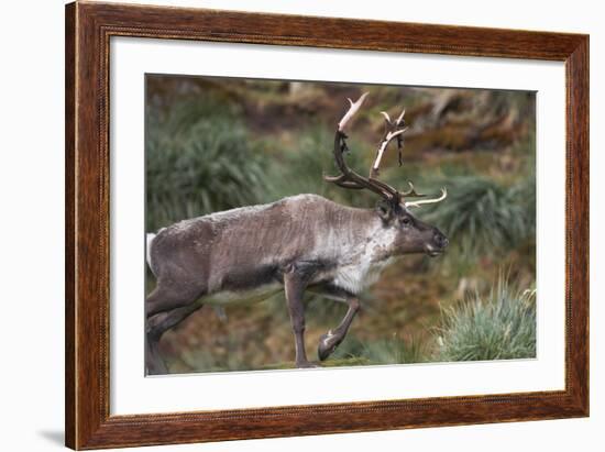 Reindeer on South Georgia Island-null-Framed Photographic Print