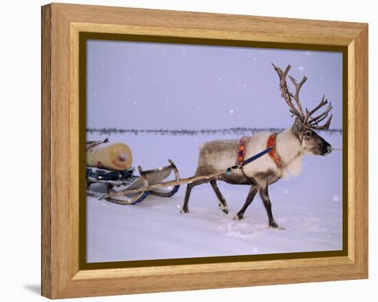 Reindeer, Pulling Sledge, Saami Easter, Norway-Staffan Widstrand-Framed Premier Image Canvas