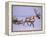 Reindeer, Pulling Sledge, Saami Easter, Norway-Staffan Widstrand-Framed Premier Image Canvas