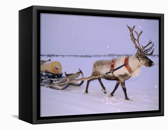 Reindeer, Pulling Sledge, Saami Easter, Norway-Staffan Widstrand-Framed Premier Image Canvas