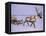 Reindeer, Pulling Sledge, Saami Easter, Norway-Staffan Widstrand-Framed Premier Image Canvas