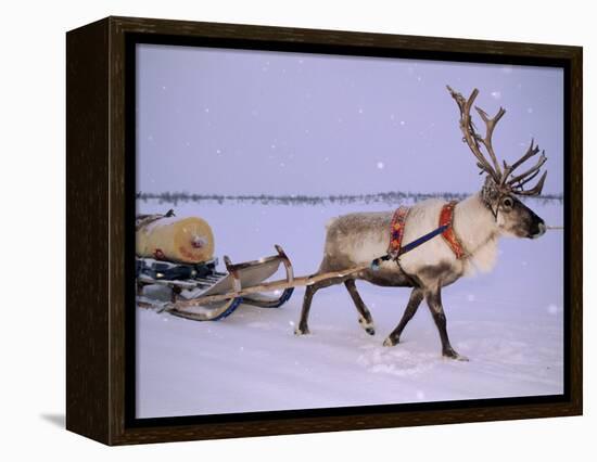 Reindeer, Pulling Sledge, Saami Easter, Norway-Staffan Widstrand-Framed Premier Image Canvas