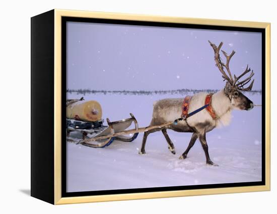Reindeer, Pulling Sledge, Saami Easter, Norway-Staffan Widstrand-Framed Premier Image Canvas