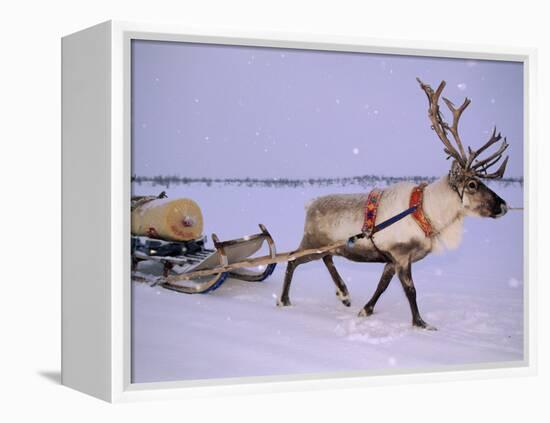 Reindeer, Pulling Sledge, Saami Easter, Norway-Staffan Widstrand-Framed Premier Image Canvas