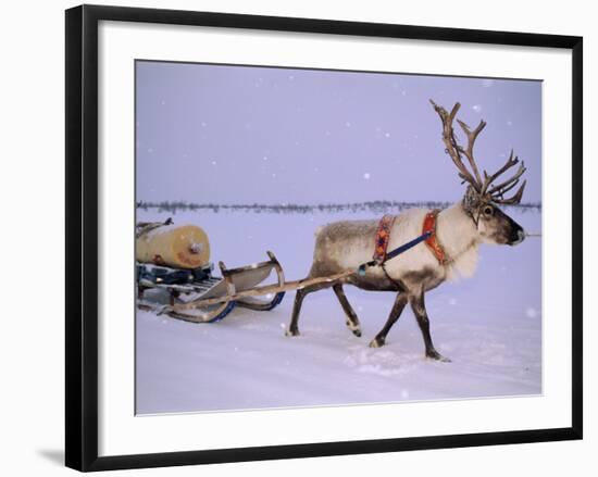 Reindeer, Pulling Sledge, Saami Easter, Norway-Staffan Widstrand-Framed Photographic Print