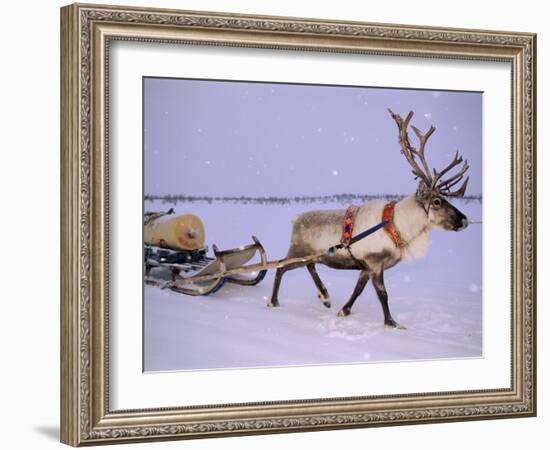 Reindeer, Pulling Sledge, Saami Easter, Norway-Staffan Widstrand-Framed Photographic Print