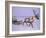 Reindeer, Pulling Sledge, Saami Easter, Norway-Staffan Widstrand-Framed Photographic Print