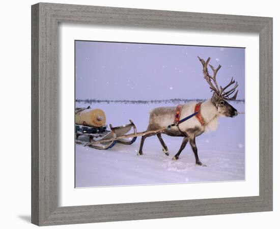 Reindeer, Pulling Sledge, Saami Easter, Norway-Staffan Widstrand-Framed Photographic Print