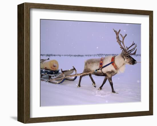 Reindeer, Pulling Sledge, Saami Easter, Norway-Staffan Widstrand-Framed Photographic Print