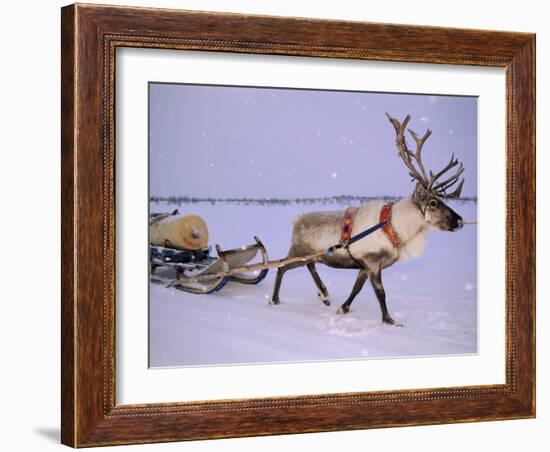 Reindeer, Pulling Sledge, Saami Easter, Norway-Staffan Widstrand-Framed Photographic Print