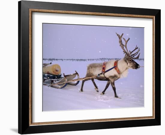 Reindeer, Pulling Sledge, Saami Easter, Norway-Staffan Widstrand-Framed Photographic Print