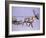 Reindeer, Pulling Sledge, Saami Easter, Norway-Staffan Widstrand-Framed Photographic Print