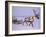 Reindeer, Pulling Sledge, Saami Easter, Norway-Staffan Widstrand-Framed Photographic Print