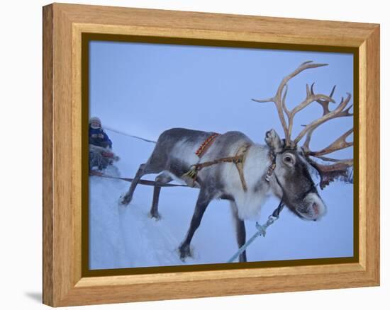 Reindeer Pulling Sledge, Stora Sjofallet National Park, Lapland, Sweden-Staffan Widstrand-Framed Premier Image Canvas