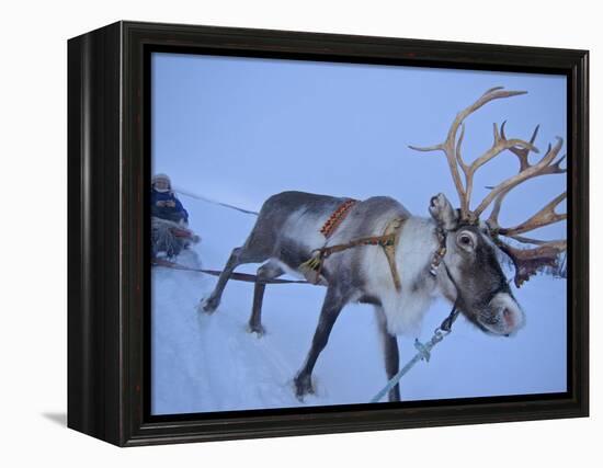 Reindeer Pulling Sledge, Stora Sjofallet National Park, Lapland, Sweden-Staffan Widstrand-Framed Premier Image Canvas