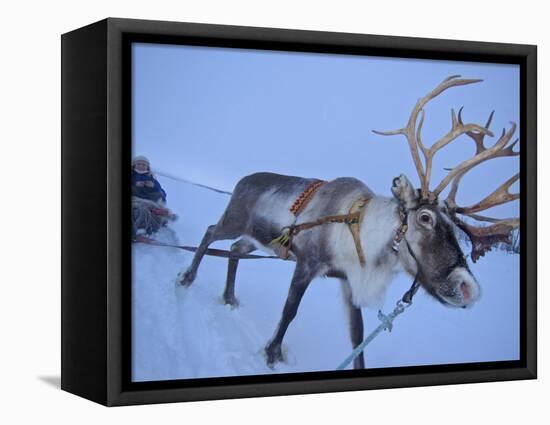 Reindeer Pulling Sledge, Stora Sjofallet National Park, Lapland, Sweden-Staffan Widstrand-Framed Premier Image Canvas