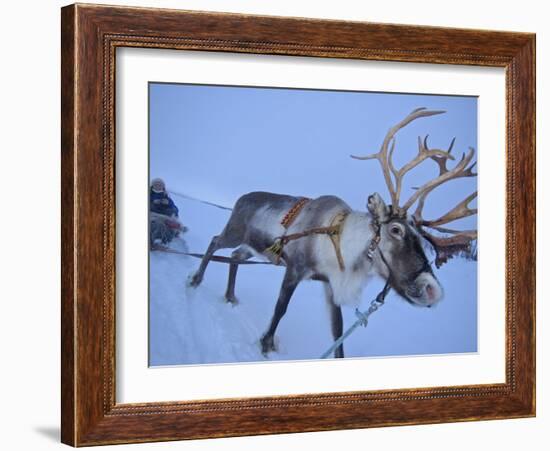 Reindeer Pulling Sledge, Stora Sjofallet National Park, Lapland, Sweden-Staffan Widstrand-Framed Photographic Print