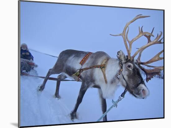 Reindeer Pulling Sledge, Stora Sjofallet National Park, Lapland, Sweden-Staffan Widstrand-Mounted Photographic Print