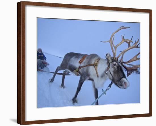 Reindeer Pulling Sledge, Stora Sjofallet National Park, Lapland, Sweden-Staffan Widstrand-Framed Photographic Print