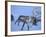 Reindeer Pulling Sledge, Stora Sjofallet National Park, Lapland, Sweden-Staffan Widstrand-Framed Photographic Print