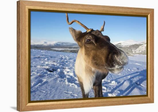 Reindeer (Rangifer Tarandus) Female, Cairngorms National Park, Scotland, United Kingdom, Europe-Ann & Steve Toon-Framed Premier Image Canvas