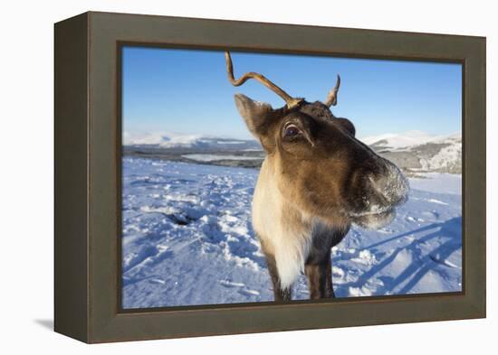 Reindeer (Rangifer Tarandus) Female, Cairngorms National Park, Scotland, United Kingdom, Europe-Ann & Steve Toon-Framed Premier Image Canvas