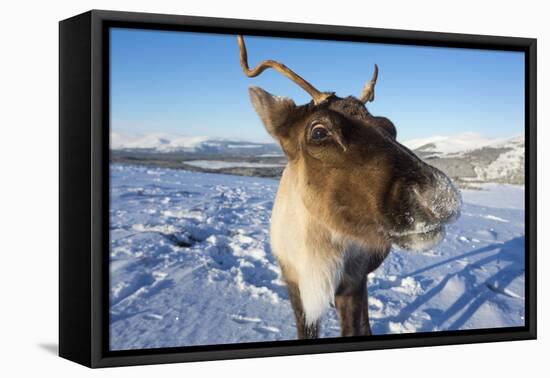 Reindeer (Rangifer Tarandus) Female, Cairngorms National Park, Scotland, United Kingdom, Europe-Ann & Steve Toon-Framed Premier Image Canvas