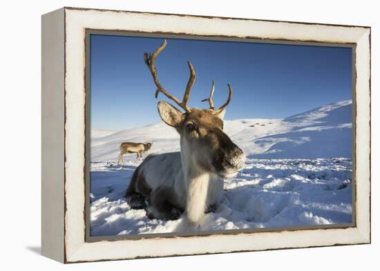 Reindeer (Rangifer Tarandus) Female, Cairngorms National Park, Scotland, United Kingdom, Europe-Ann & Steve Toon-Framed Premier Image Canvas