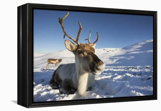 Reindeer (Rangifer Tarandus) Female, Cairngorms National Park, Scotland, United Kingdom, Europe-Ann & Steve Toon-Framed Premier Image Canvas