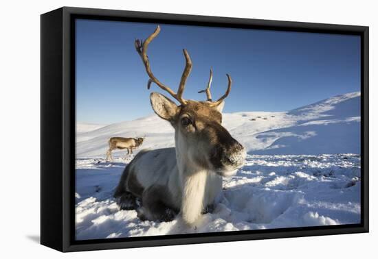 Reindeer (Rangifer Tarandus) Female, Cairngorms National Park, Scotland, United Kingdom, Europe-Ann & Steve Toon-Framed Premier Image Canvas