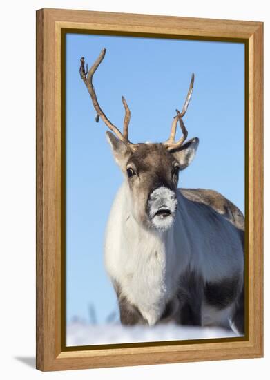 Reindeer (Rangifer Tarandus) Female, Cairngorms National Park, Scotland, United Kingdom, Europe-Ann & Steve Toon-Framed Premier Image Canvas