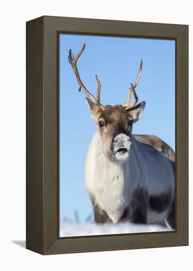 Reindeer (Rangifer Tarandus) Female, Cairngorms National Park, Scotland, United Kingdom, Europe-Ann & Steve Toon-Framed Premier Image Canvas