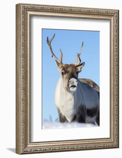 Reindeer (Rangifer Tarandus) Female, Cairngorms National Park, Scotland, United Kingdom, Europe-Ann & Steve Toon-Framed Photographic Print