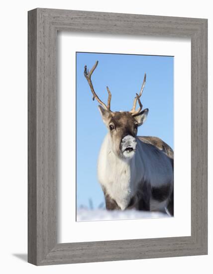 Reindeer (Rangifer Tarandus) Female, Cairngorms National Park, Scotland, United Kingdom, Europe-Ann & Steve Toon-Framed Photographic Print