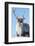 Reindeer (Rangifer Tarandus) Female, Cairngorms National Park, Scotland, United Kingdom, Europe-Ann & Steve Toon-Framed Photographic Print