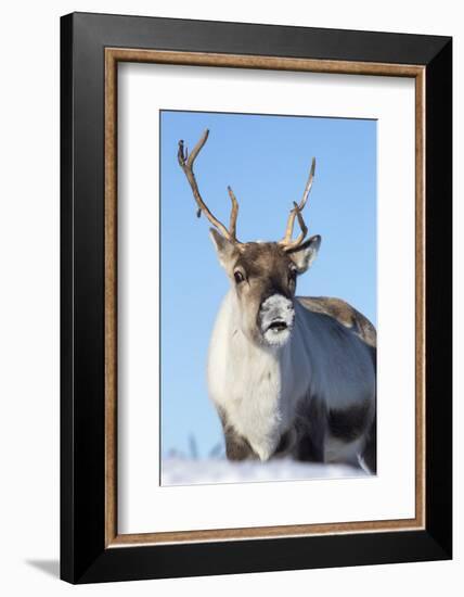 Reindeer (Rangifer Tarandus) Female, Cairngorms National Park, Scotland, United Kingdom, Europe-Ann & Steve Toon-Framed Photographic Print