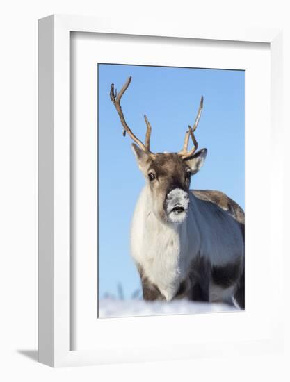 Reindeer (Rangifer Tarandus) Female, Cairngorms National Park, Scotland, United Kingdom, Europe-Ann & Steve Toon-Framed Photographic Print