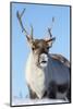 Reindeer (Rangifer Tarandus) Female, Cairngorms National Park, Scotland, United Kingdom, Europe-Ann & Steve Toon-Mounted Photographic Print