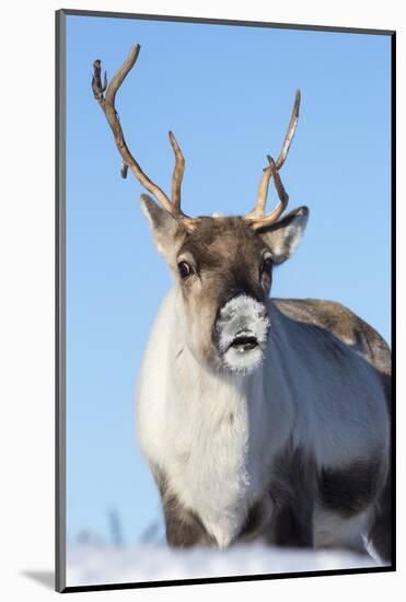 Reindeer (Rangifer Tarandus) Female, Cairngorms National Park, Scotland, United Kingdom, Europe-Ann & Steve Toon-Mounted Photographic Print