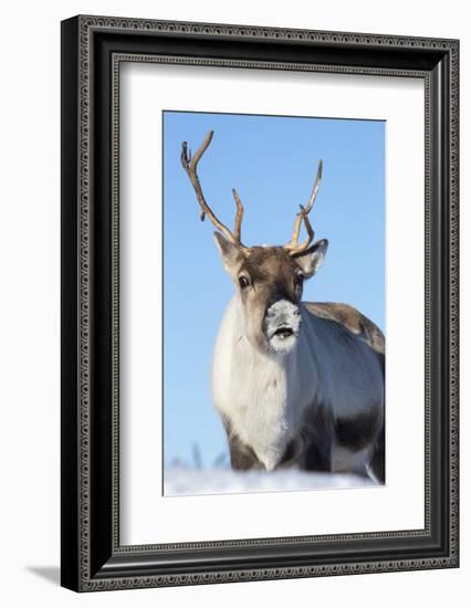 Reindeer (Rangifer Tarandus) Female, Cairngorms National Park, Scotland, United Kingdom, Europe-Ann & Steve Toon-Framed Photographic Print