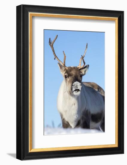 Reindeer (Rangifer Tarandus) Female, Cairngorms National Park, Scotland, United Kingdom, Europe-Ann & Steve Toon-Framed Photographic Print