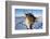 Reindeer (Rangifer Tarandus) Female, Cairngorms National Park, Scotland, United Kingdom, Europe-Ann & Steve Toon-Framed Photographic Print