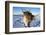 Reindeer (Rangifer Tarandus) Female, Cairngorms National Park, Scotland, United Kingdom, Europe-Ann & Steve Toon-Framed Photographic Print