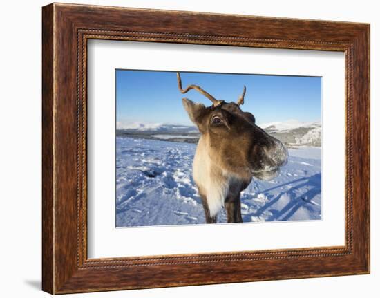 Reindeer (Rangifer Tarandus) Female, Cairngorms National Park, Scotland, United Kingdom, Europe-Ann & Steve Toon-Framed Photographic Print