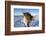 Reindeer (Rangifer Tarandus) Female, Cairngorms National Park, Scotland, United Kingdom, Europe-Ann & Steve Toon-Framed Photographic Print