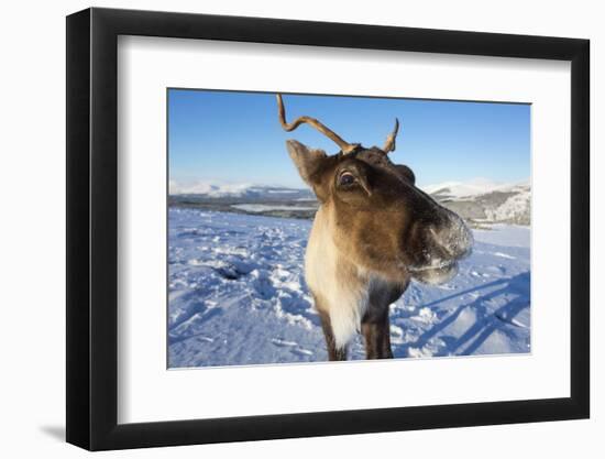 Reindeer (Rangifer Tarandus) Female, Cairngorms National Park, Scotland, United Kingdom, Europe-Ann & Steve Toon-Framed Photographic Print